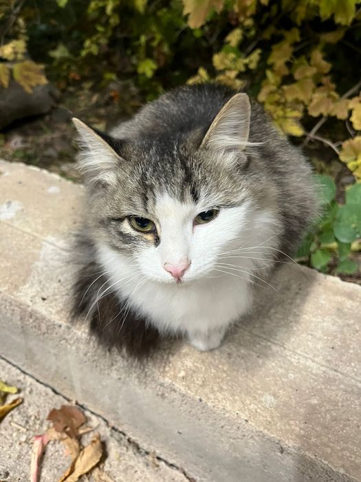 Отдам хорошие руки