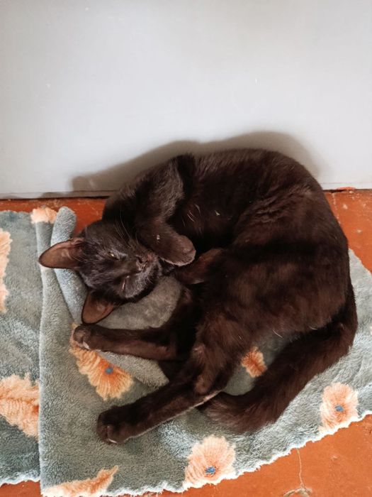 отдадим хорошие руки бесплатно