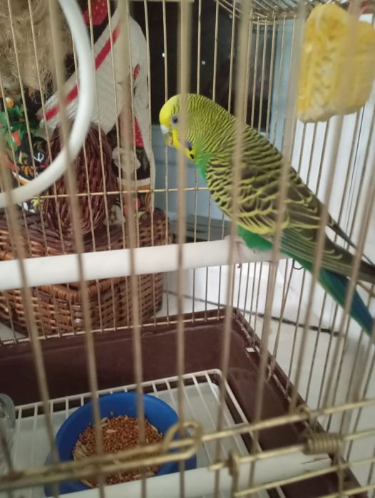 Продам попугая с клеткой