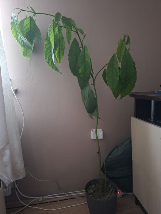 Avocado                     .