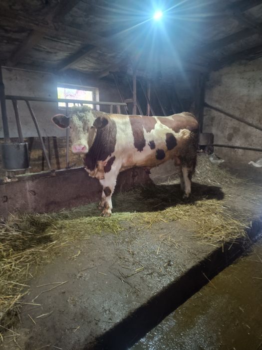 De vânzare două juninci și un taur!