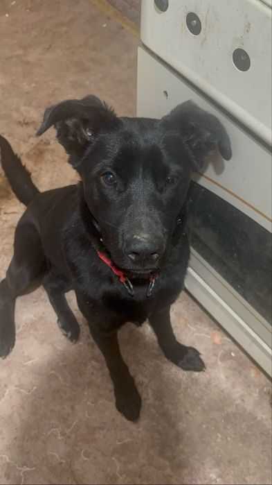 Пропала собака лабродор