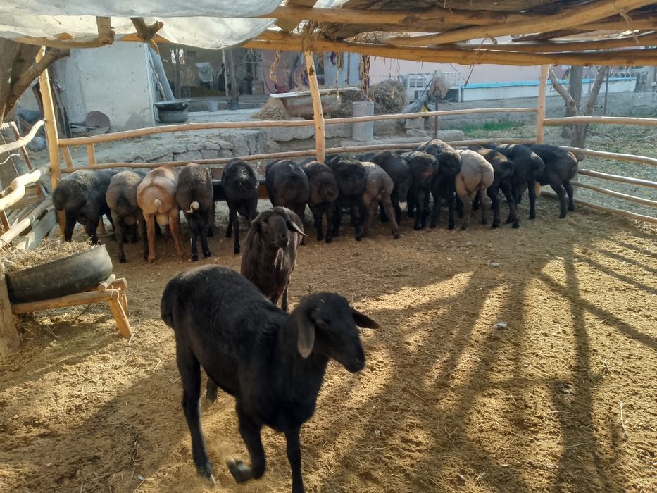 Qo'chqorlar sotiladi