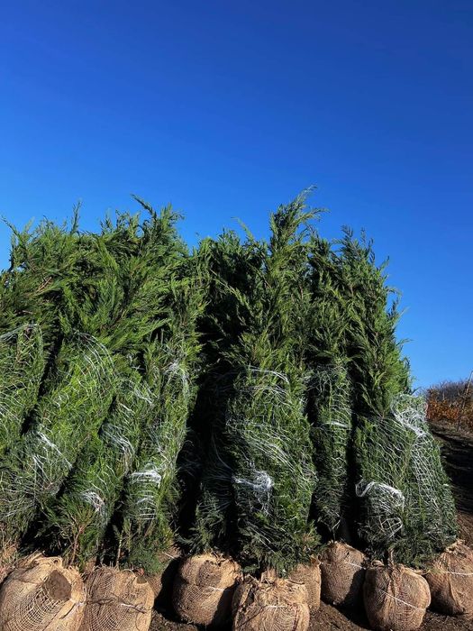 Cupressus leylandii 2.3m - 2.5m, leylandii gard viu verde veșnic