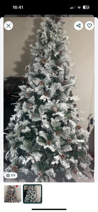 Brad inzapezit cu conuri!2.1 m