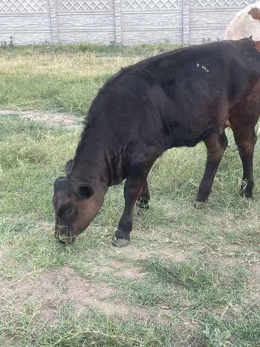 Vând vaci și vitei.vaca cu vitel coasta 2000e
