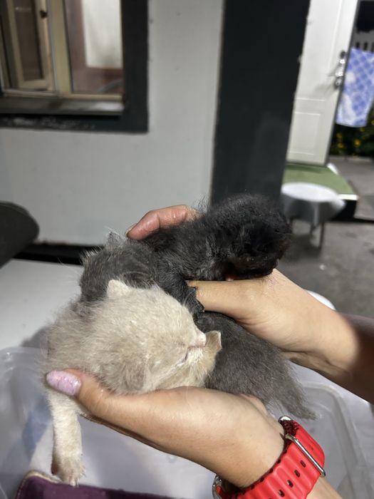 Отдам котят в добрые руки