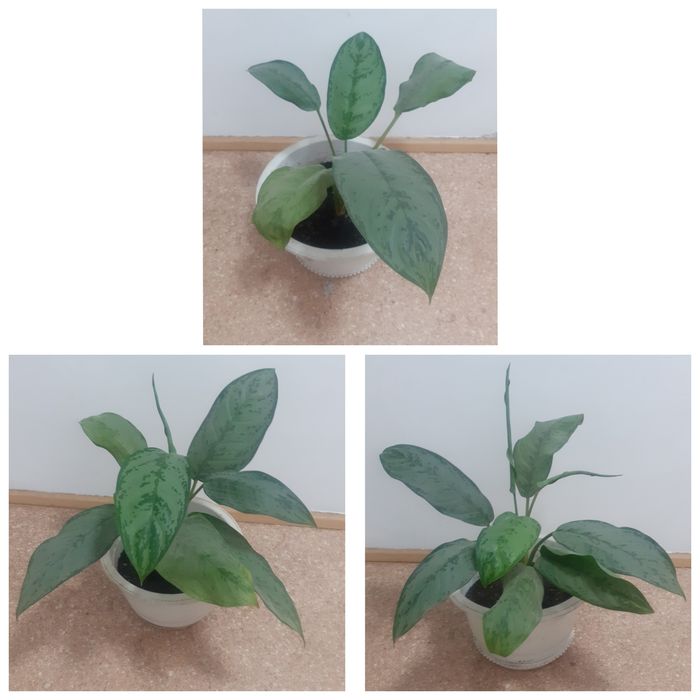 Дерево по 2500тг