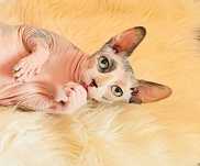Fetiță SPHYNX Canadian în vârstă de 6 ani