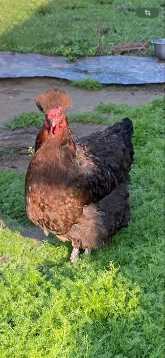 Vand oua pentru incubat Motate