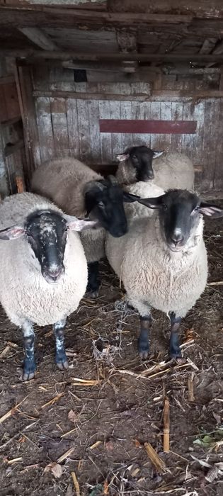 Vând oi tinere metis sufolk . Preț 6000 ron . Posibil gestante
