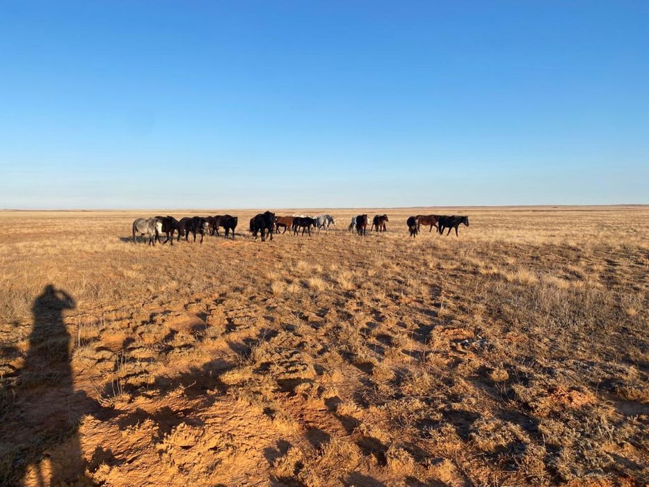 Продам Жабағы/тай/жеребенок степной казахской породы