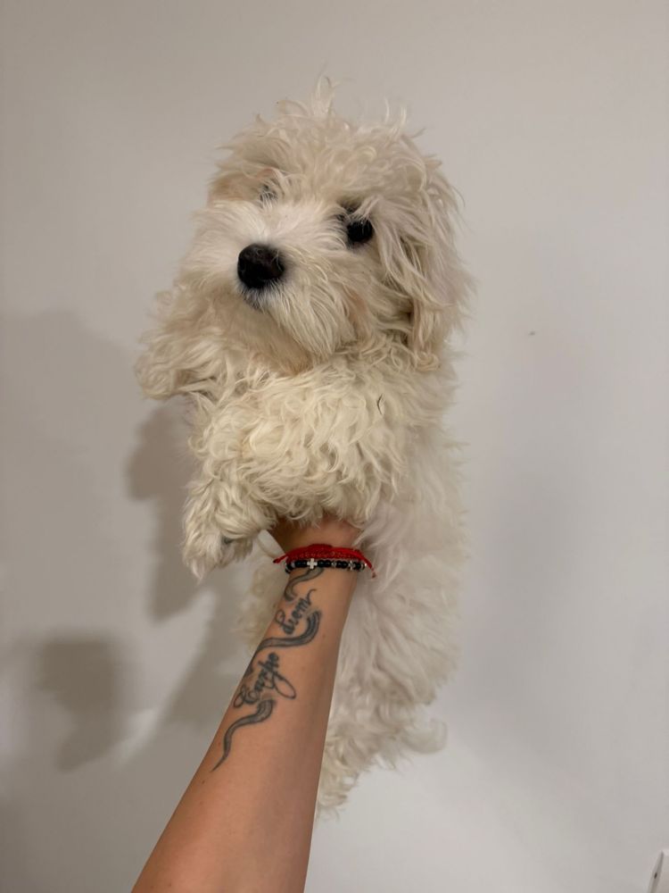 Spre Adoptie Bichon Maltezze