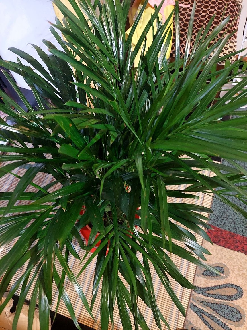 Пальма дипсис большая адаптированная есть ещё много других цветов