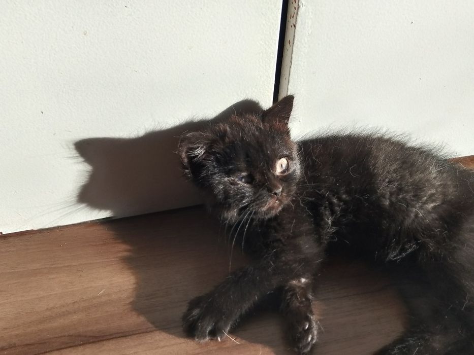 Отдам девочку британку чёрного окраса.