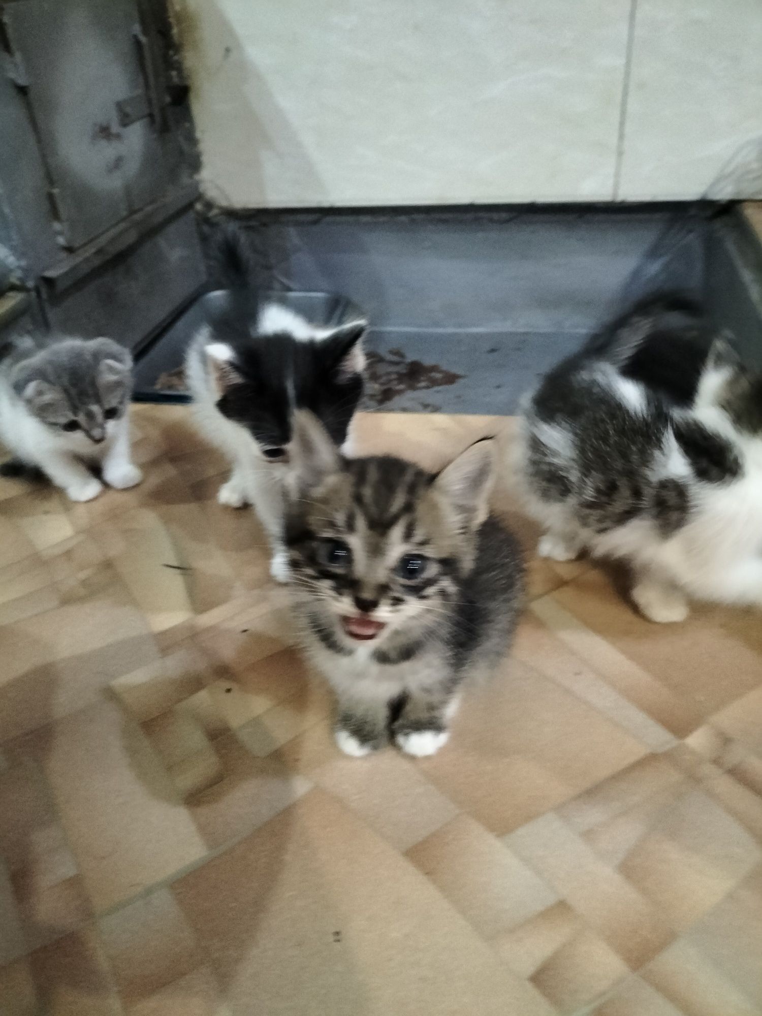 Котята бесплатно