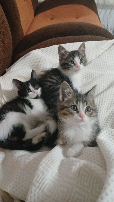 Котята и щенята ждут любящих хозяев