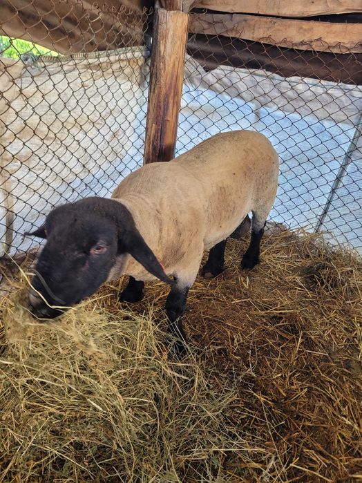 Berbec suffolk! Cu certificat!