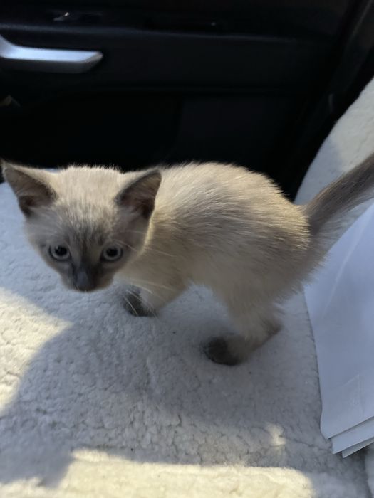 Отдам котенка мальчика.