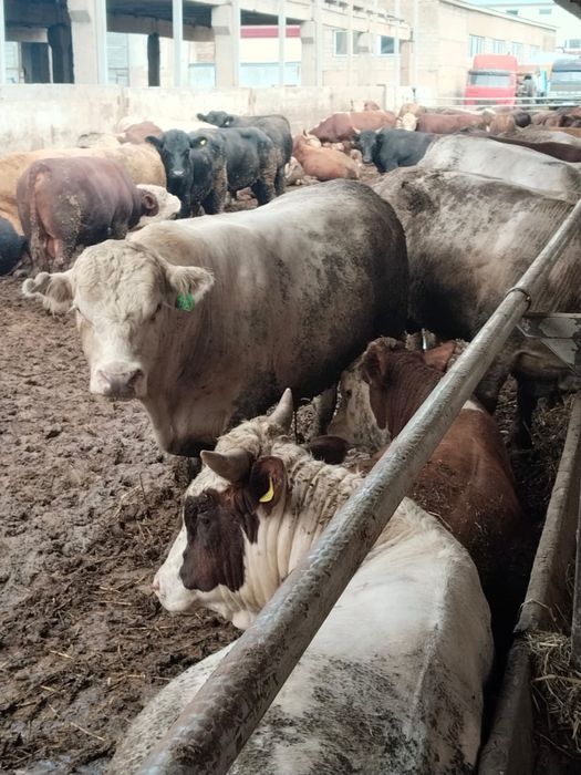 Продам бычков мясной породы 50 голов