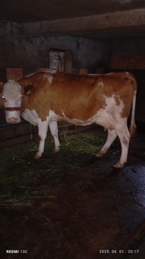 Se vinde vaca   blandă si bună de lapte
