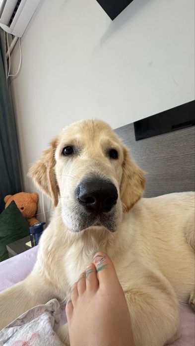 Голдън ретривър