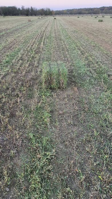 Vand baloti amestec de iarba cu lucerna