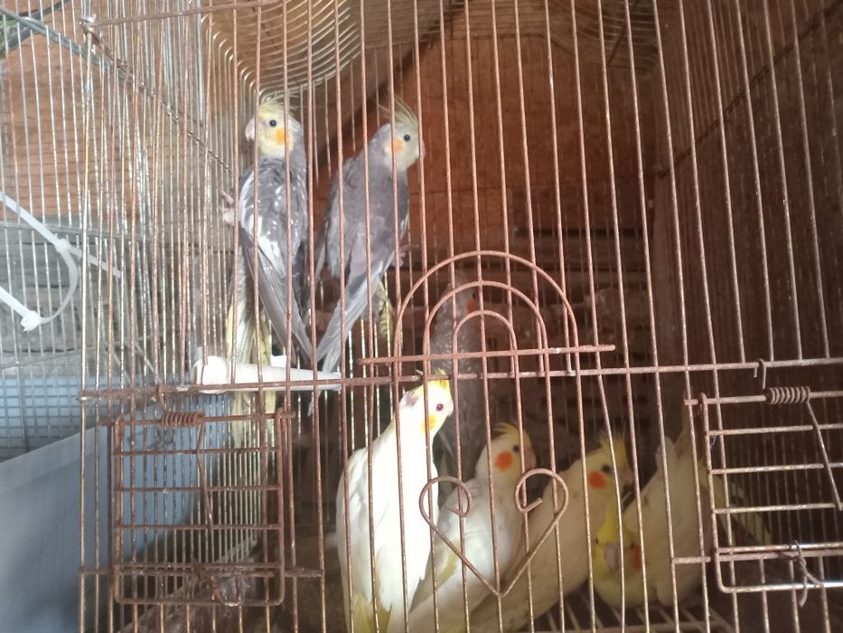 Peruși și nife colorate