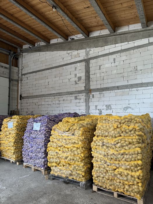 Cartofi olandezi calitate premium