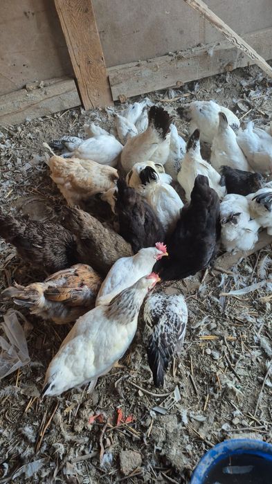 Продам домашних курей разных пород