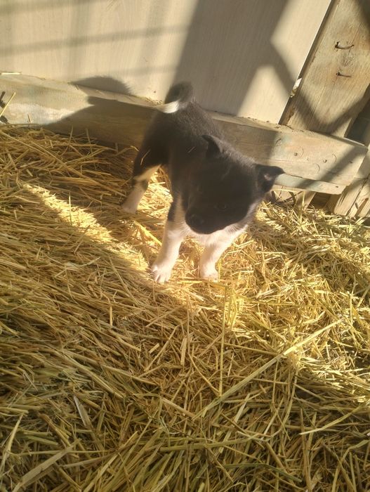 Руско европейская лайка