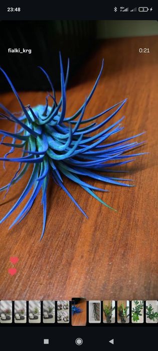 Тилландсия тиллансия воздушный цветок комнатное растение