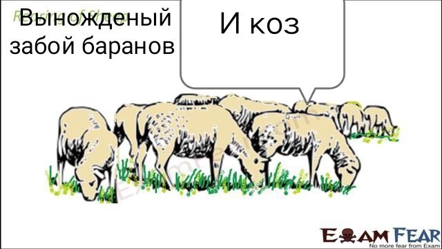 Вынужденый забой баран
