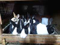 Кролики Голландской породы