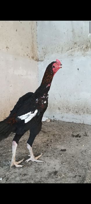 Ганой тулак сотилади.
