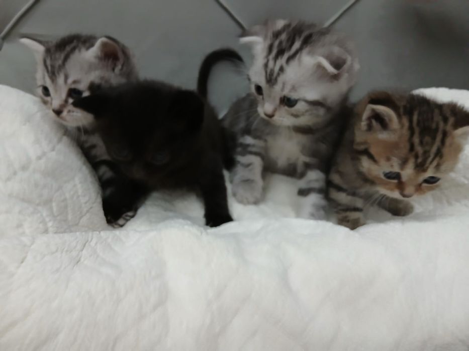 Котятки вислоухие,отдадим в хорошие руки