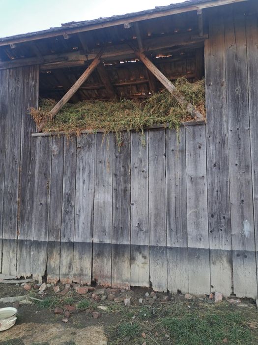 Vând lucernă de anu acesta