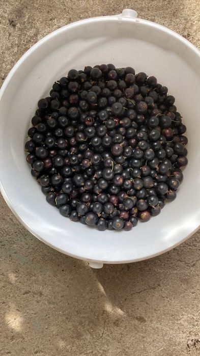 Дача в обществе СПП