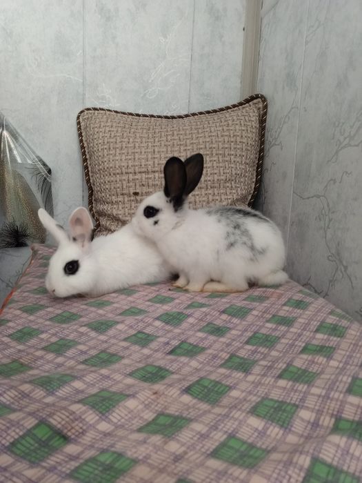 Куенлар парочка продается