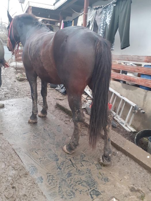 Vând sau dau laschimb pe o vaca