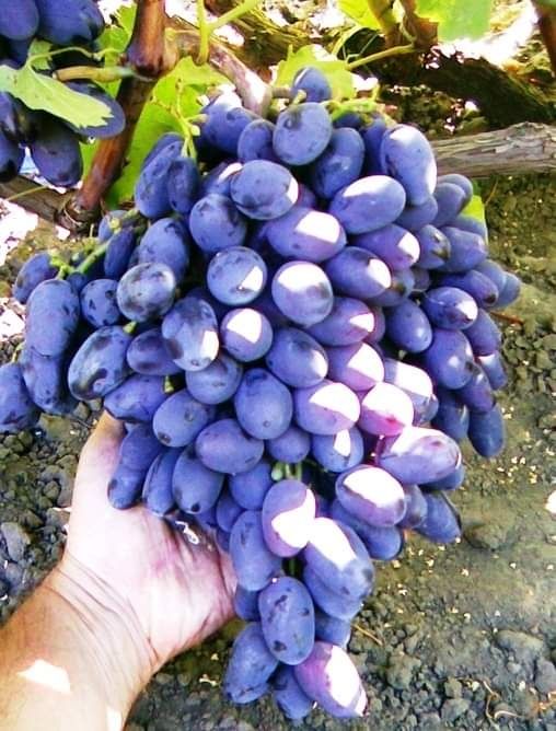 Vita de vie soiuri de masa