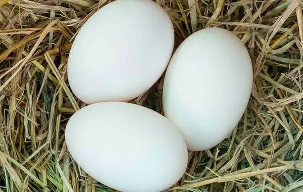 Продам Гусиные яйца