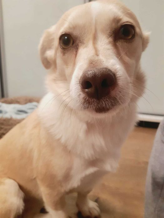 Ofer spre adopție două cățelușe sterilizate, talie mică