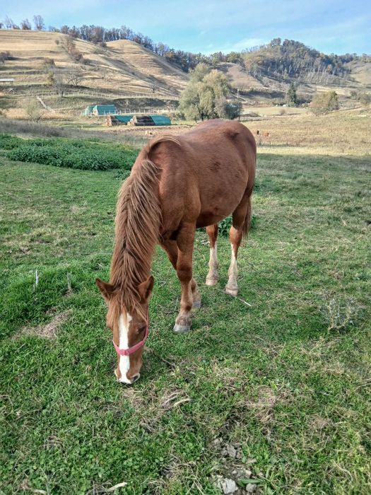 Manz de vanzare 1,5 ani