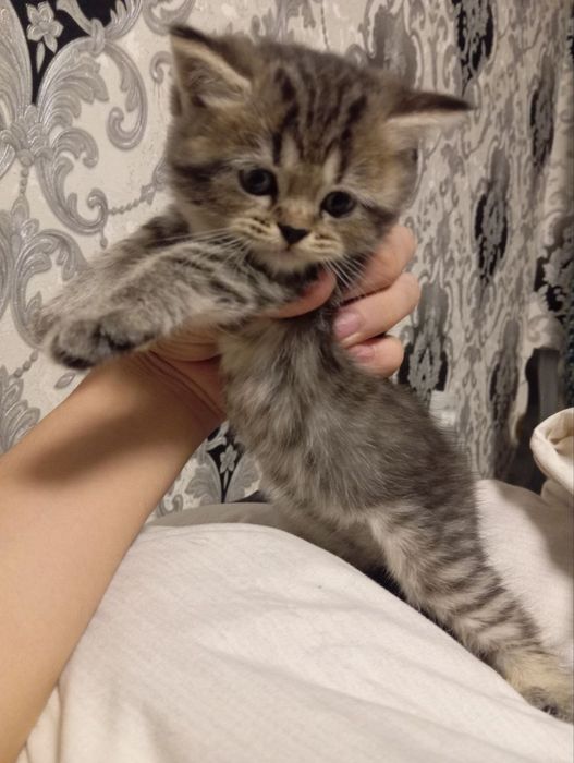 scottish fold va britan bollari tozasi