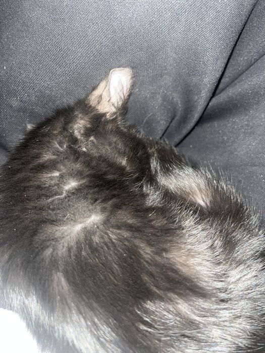 Бесплатно отдам котёнка-мальчика