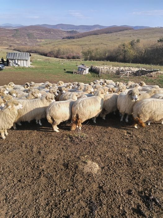 Oi de vînzare... 1000 lei