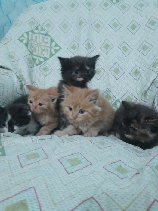 Милые, добрые котята