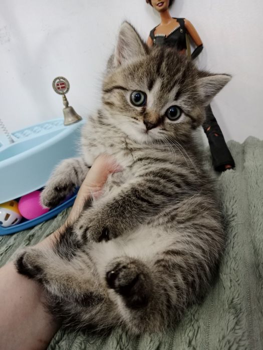 Скоттиш Страйт Табби фолд и Страйт мальчики