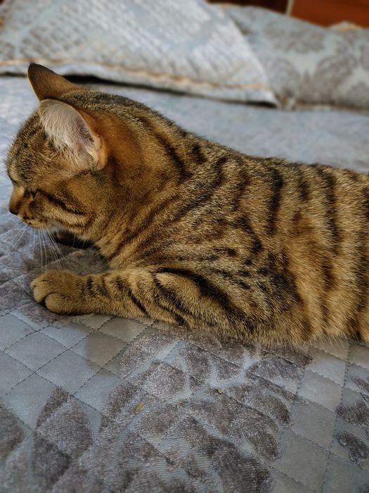 Кошка Отдам Бесплатно